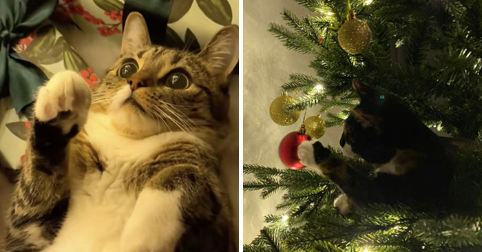 Wait Till You See These Cats Meet Christmas Trees For The First Time!