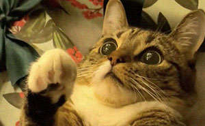 Wait Till You See These Cats Meet Christmas Trees For The First Time!