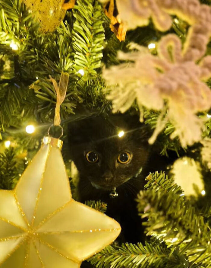 Wait Till You See These Cats Meet Christmas Trees For The First Time!