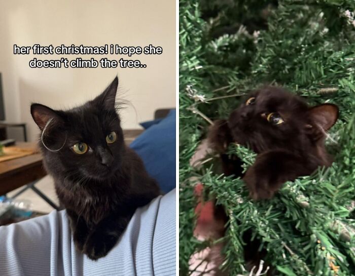 Wait Till You See These Cats Meet Christmas Trees For The First Time!