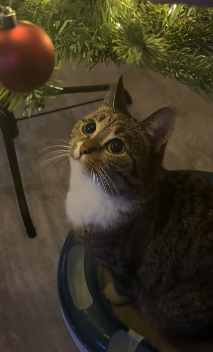 Wait Till You See These Cats Meet Christmas Trees For The First Time!