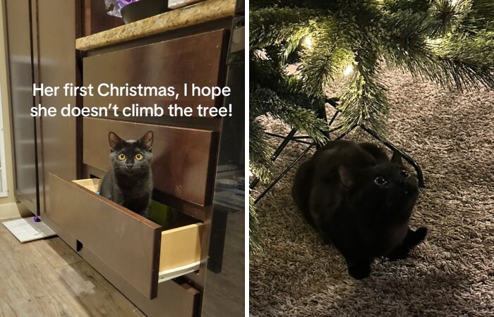 Wait Till You See These Cats Meet Christmas Trees For The First Time!