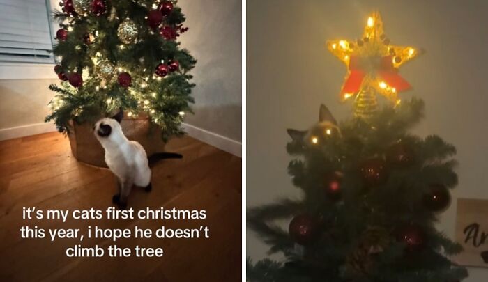 Wait Till You See These Cats Meet Christmas Trees For The First Time!