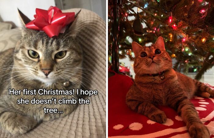 Wait Till You See These Cats Meet Christmas Trees For The First Time!