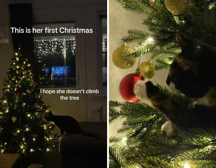 Wait Till You See These Cats Meet Christmas Trees For The First Time!