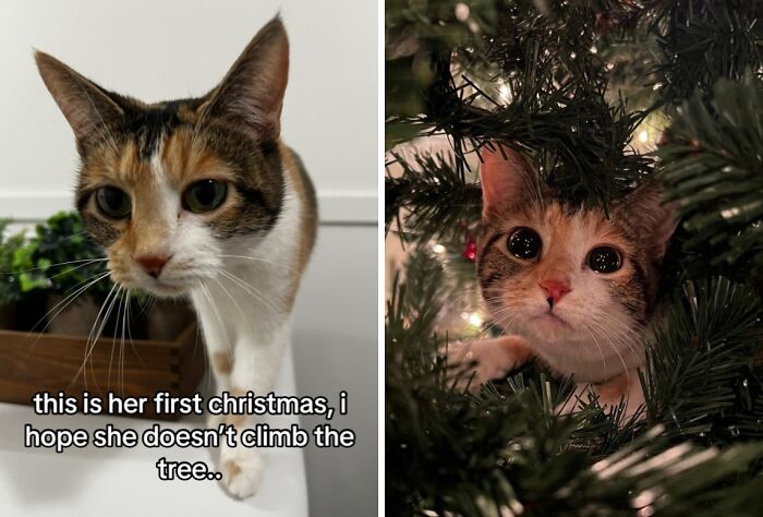 Wait Till You See These Cats Meet Christmas Trees For The First Time!