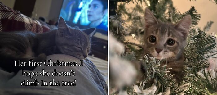 Wait Till You See These Cats Meet Christmas Trees For The First Time!