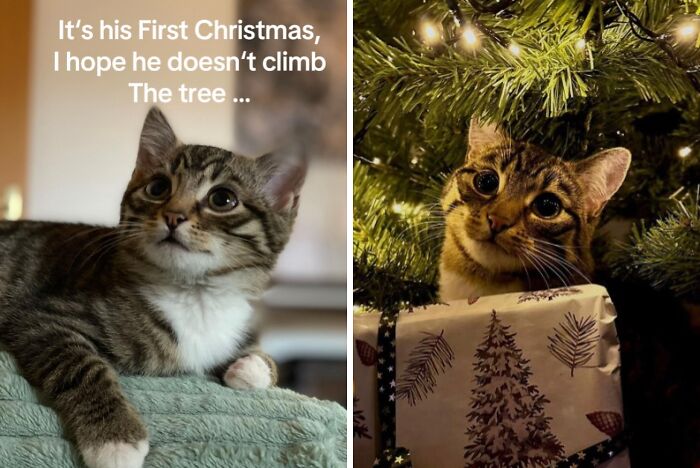 Wait Till You See These Cats Meet Christmas Trees For The First Time!