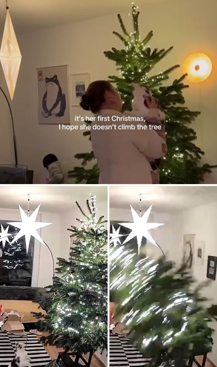 Wait Till You See These Cats Meet Christmas Trees For The First Time!
