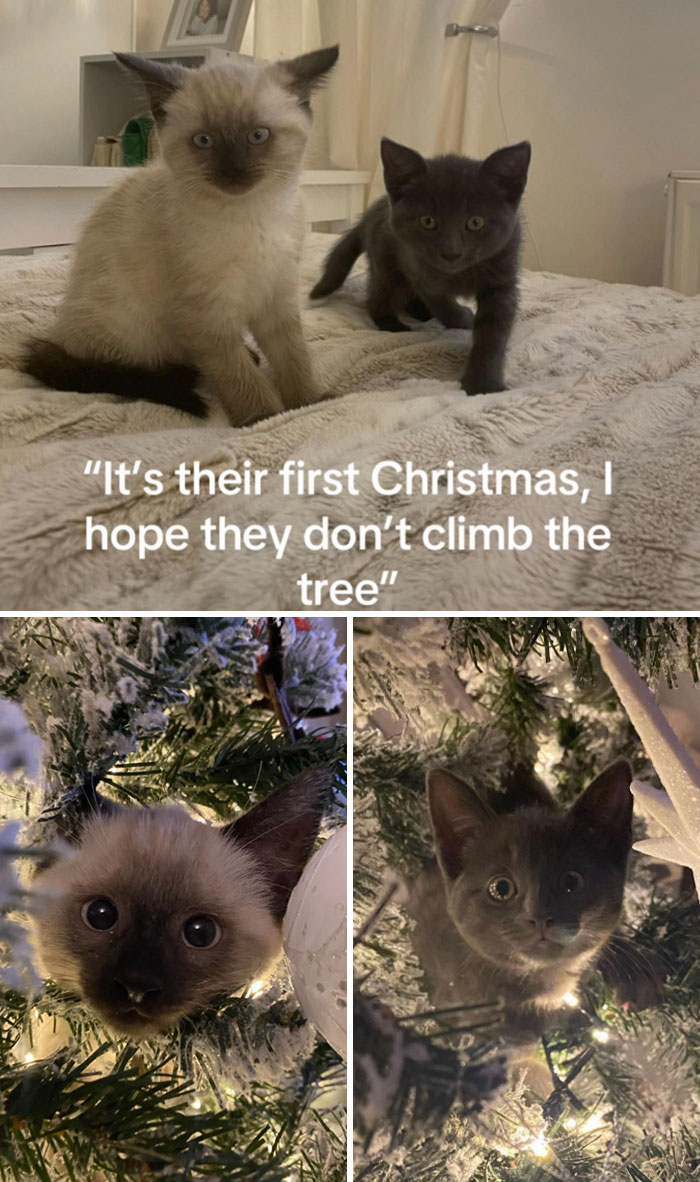 Wait Till You See These Cats Meet Christmas Trees For The First Time!