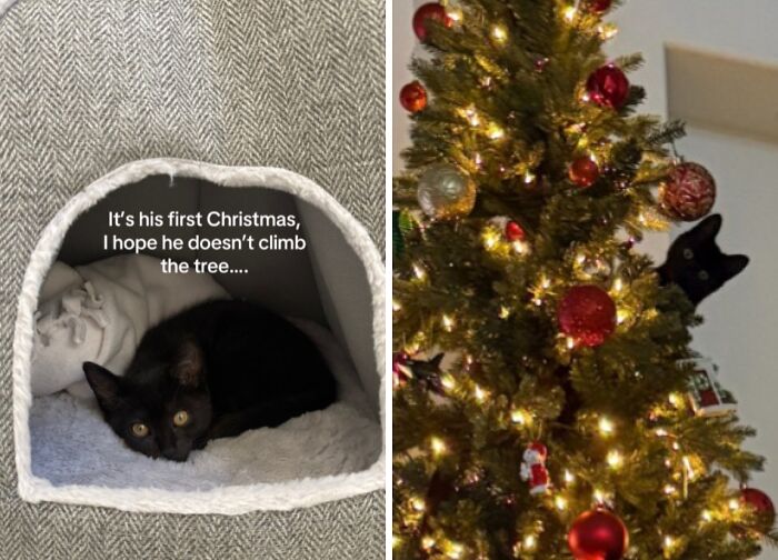 Wait Till You See These Cats Meet Christmas Trees For The First Time!