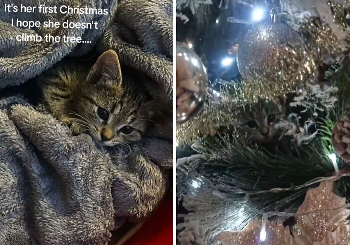 Wait Till You See These Cats Meet Christmas Trees For The First Time!
