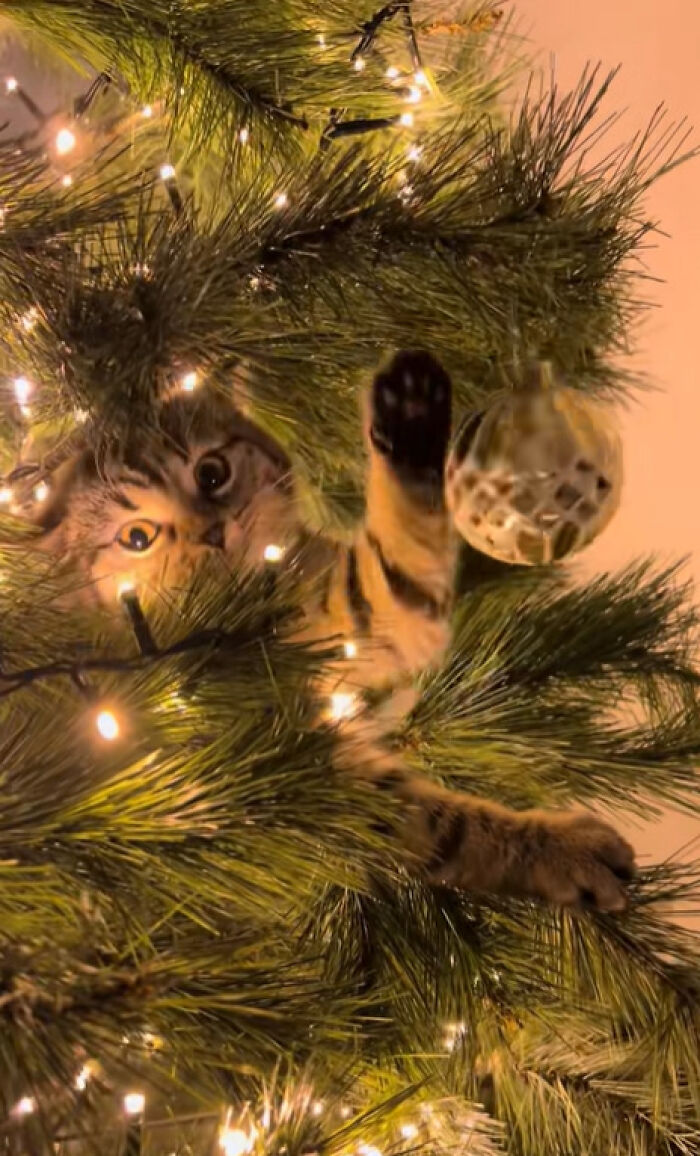 Wait Till You See These Cats Meet Christmas Trees For The First Time!