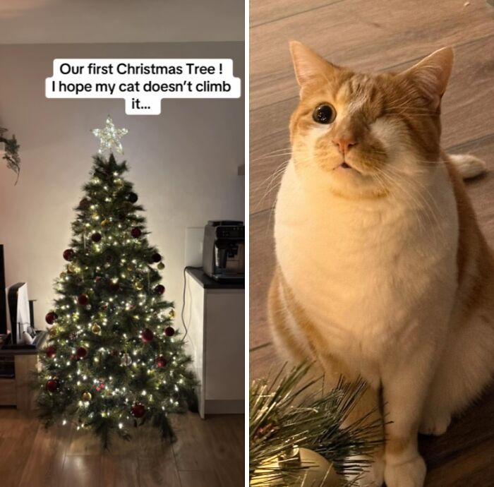 Wait Till You See These Cats Meet Christmas Trees For The First Time!