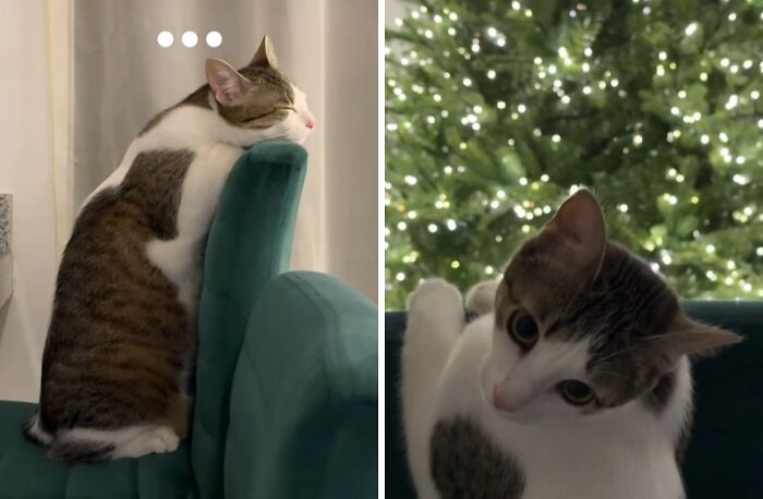 Wait Till You See These Cats Meet Christmas Trees For The First Time!