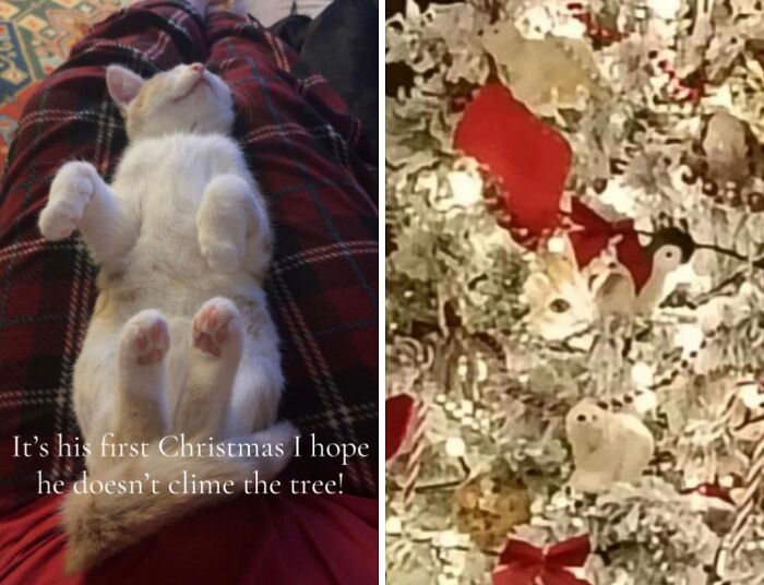 Wait Till You See These Cats Meet Christmas Trees For The First Time!