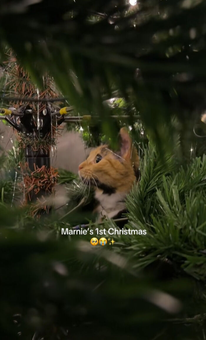 Wait Till You See These Cats Meet Christmas Trees For The First Time!