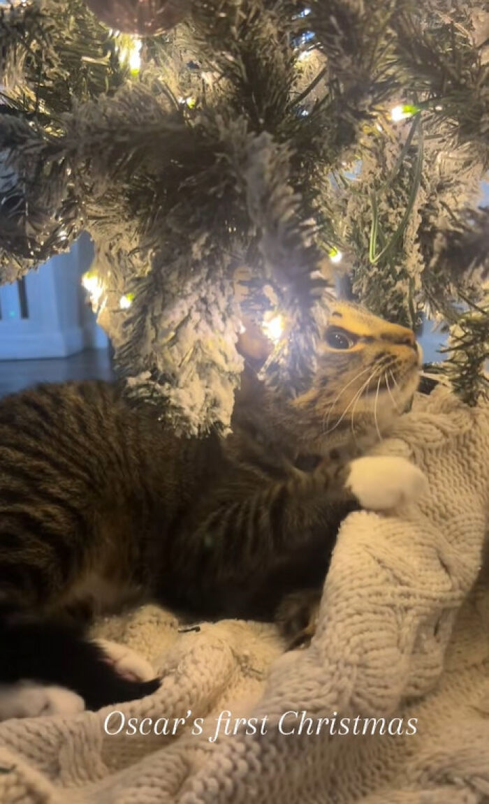 Wait Till You See These Cats Meet Christmas Trees For The First Time!