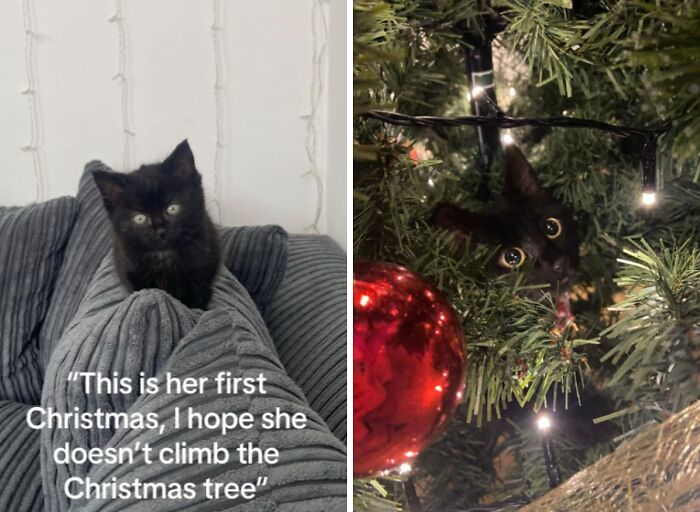 Wait Till You See These Cats Meet Christmas Trees For The First Time!