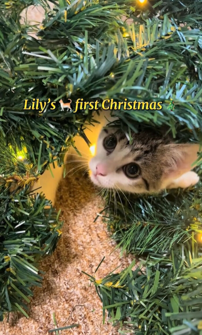 Wait Till You See These Cats Meet Christmas Trees For The First Time!