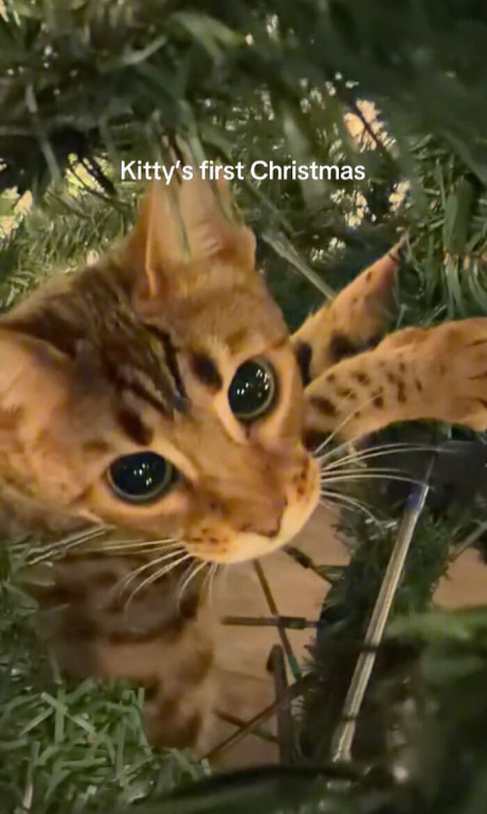 Wait Till You See These Cats Meet Christmas Trees For The First Time!