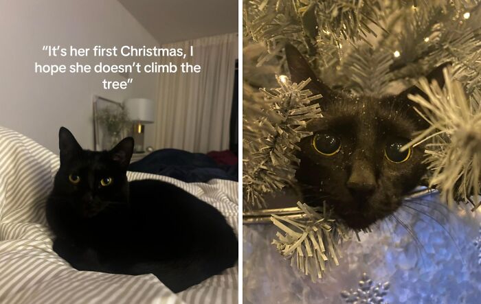 Wait Till You See These Cats Meet Christmas Trees For The First Time!