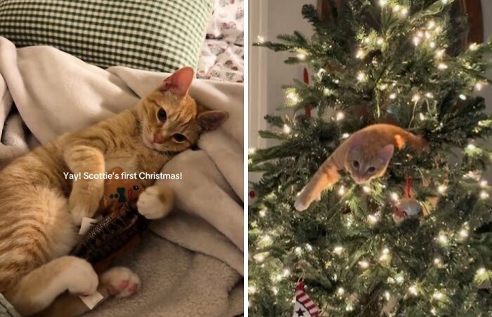 Wait Till You See These Cats Meet Christmas Trees For The First Time!