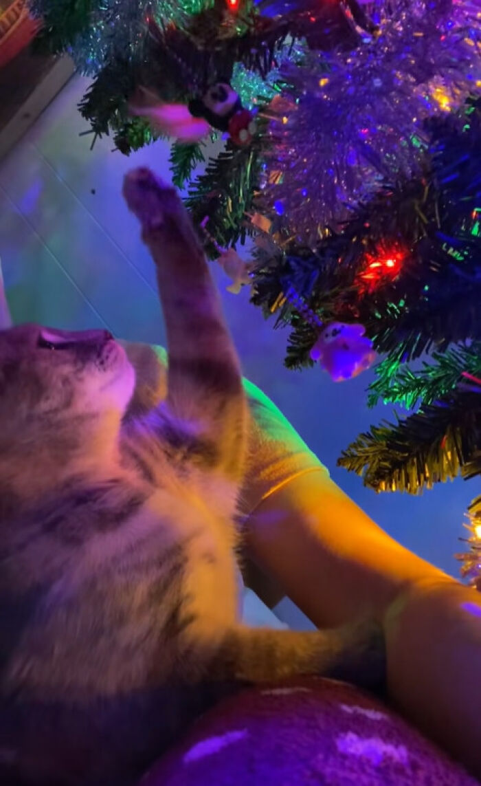 Wait Till You See These Cats Meet Christmas Trees For The First Time!