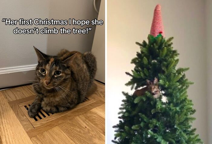 Wait Till You See These Cats Meet Christmas Trees For The First Time!
