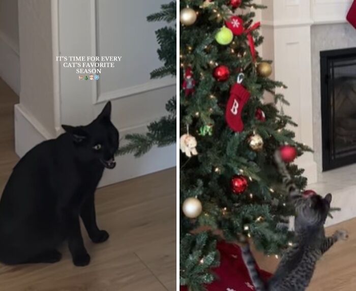 Wait Till You See These Cats Meet Christmas Trees For The First Time!