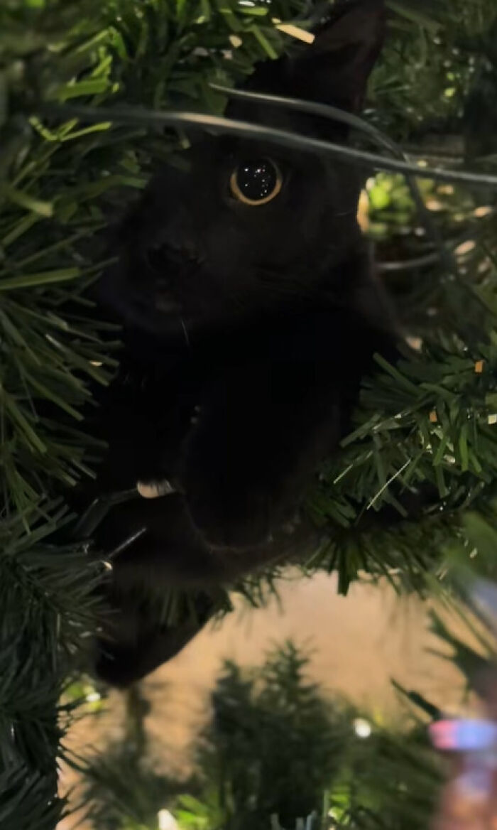 Wait Till You See These Cats Meet Christmas Trees For The First Time!