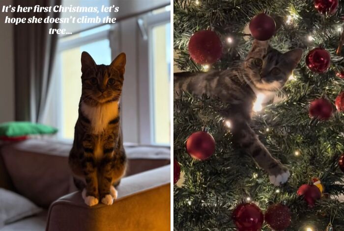 Wait Till You See These Cats Meet Christmas Trees For The First Time!
