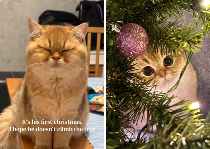 Wait Till You See These Cats Meet Christmas Trees For The First Time!