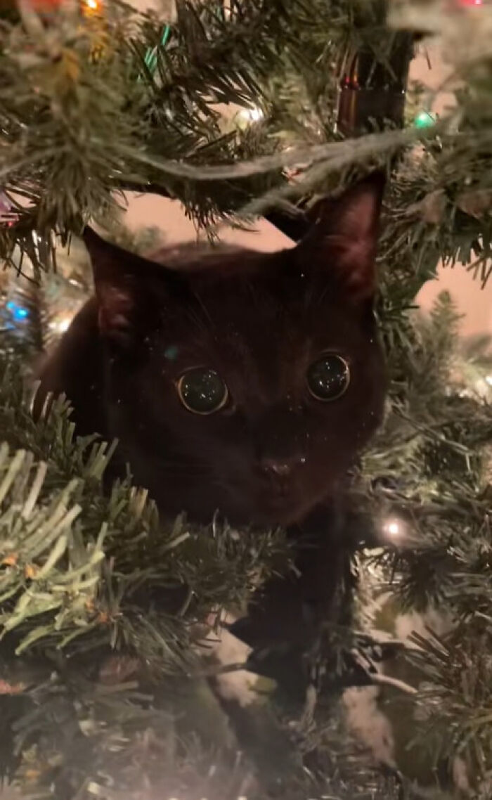Wait Till You See These Cats Meet Christmas Trees For The First Time!