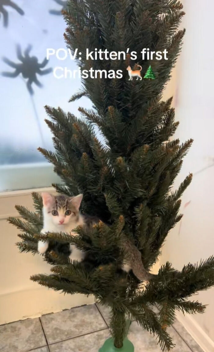 Wait Till You See These Cats Meet Christmas Trees For The First Time!