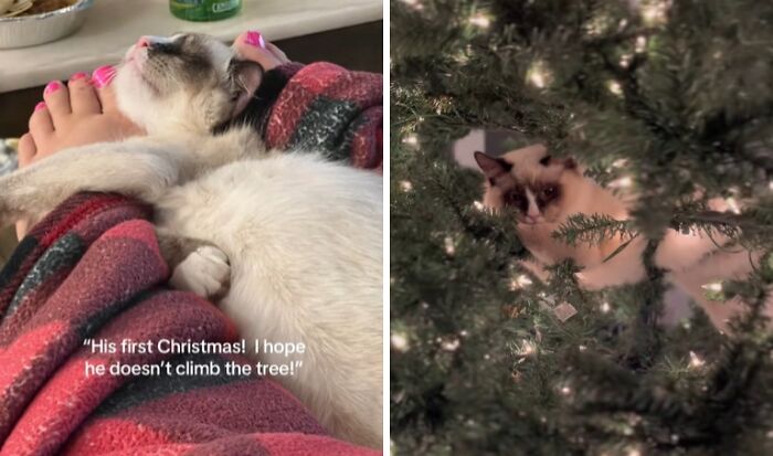 Wait Till You See These Cats Meet Christmas Trees For The First Time!