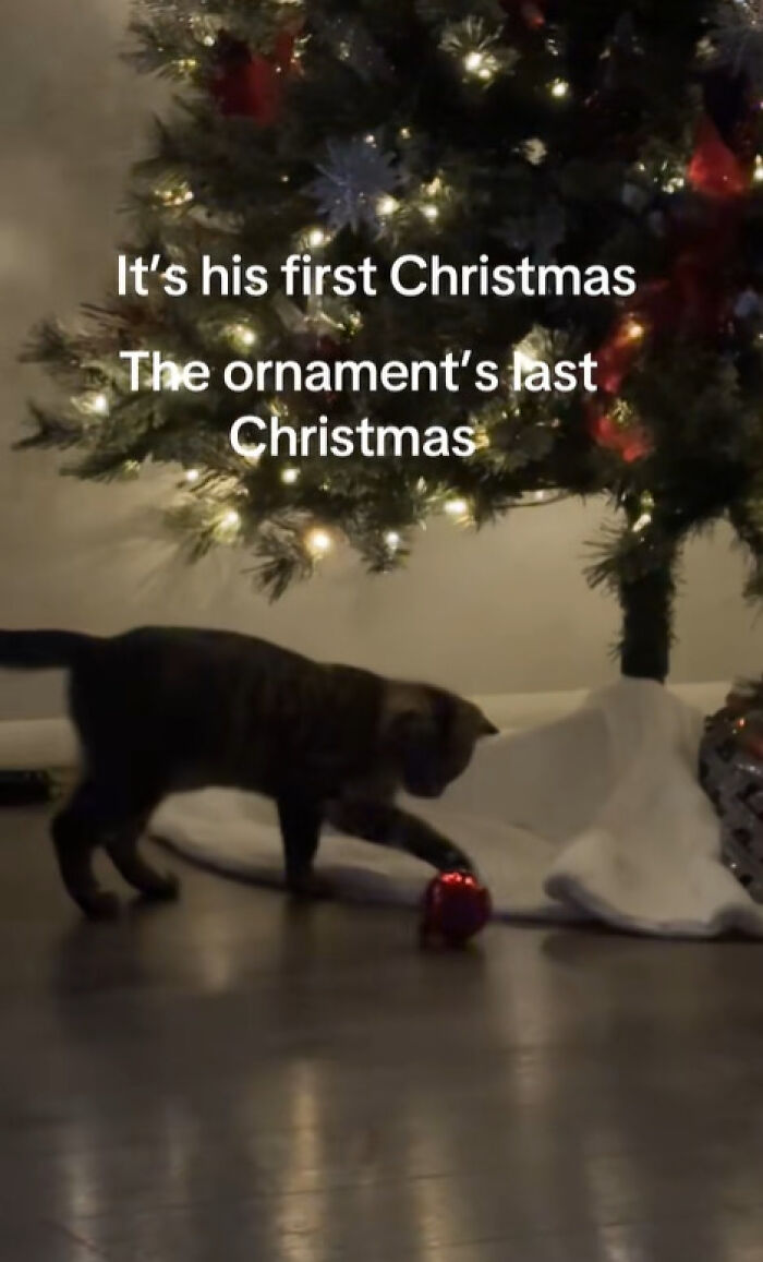 Wait Till You See These Cats Meet Christmas Trees For The First Time!