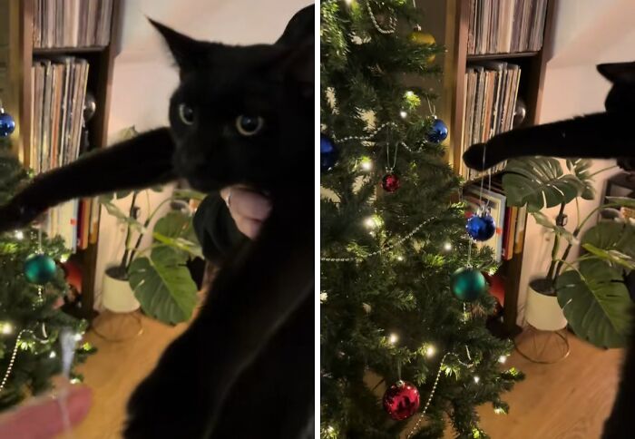 Wait Till You See These Cats Meet Christmas Trees For The First Time!