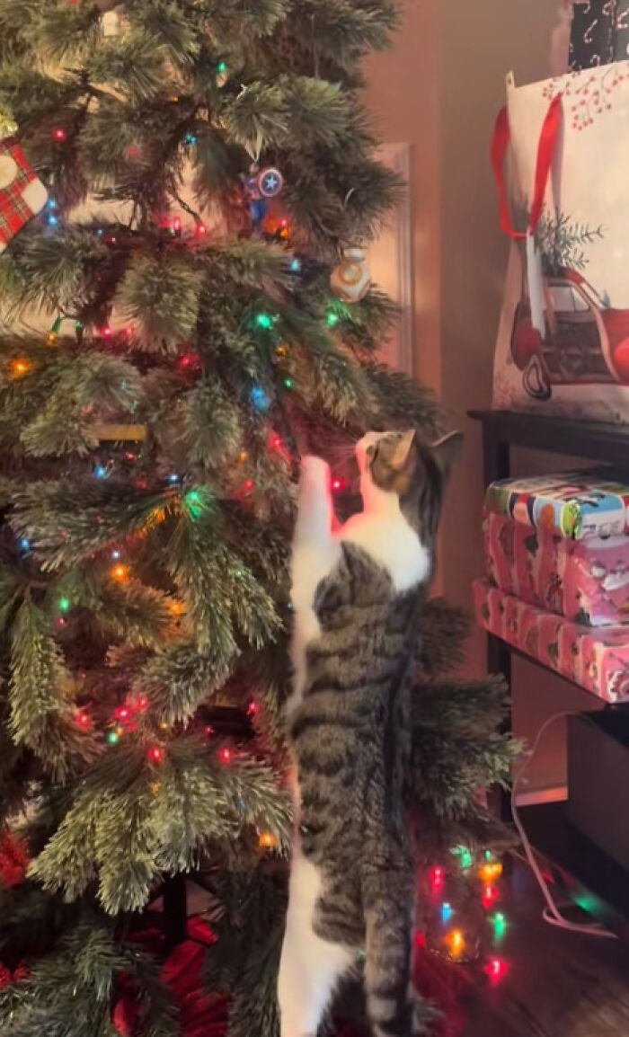 Wait Till You See These Cats Meet Christmas Trees For The First Time!