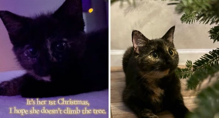 Wait Till You See These Cats Meet Christmas Trees For The First Time!