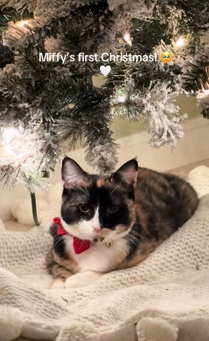 Wait Till You See These Cats Meet Christmas Trees For The First Time!