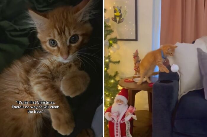 Wait Till You See These Cats Meet Christmas Trees For The First Time!