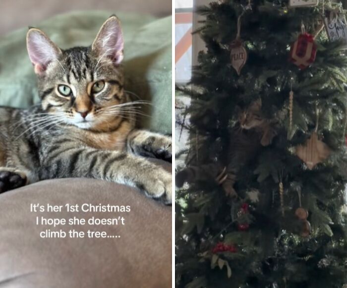 Wait Till You See These Cats Meet Christmas Trees For The First Time!