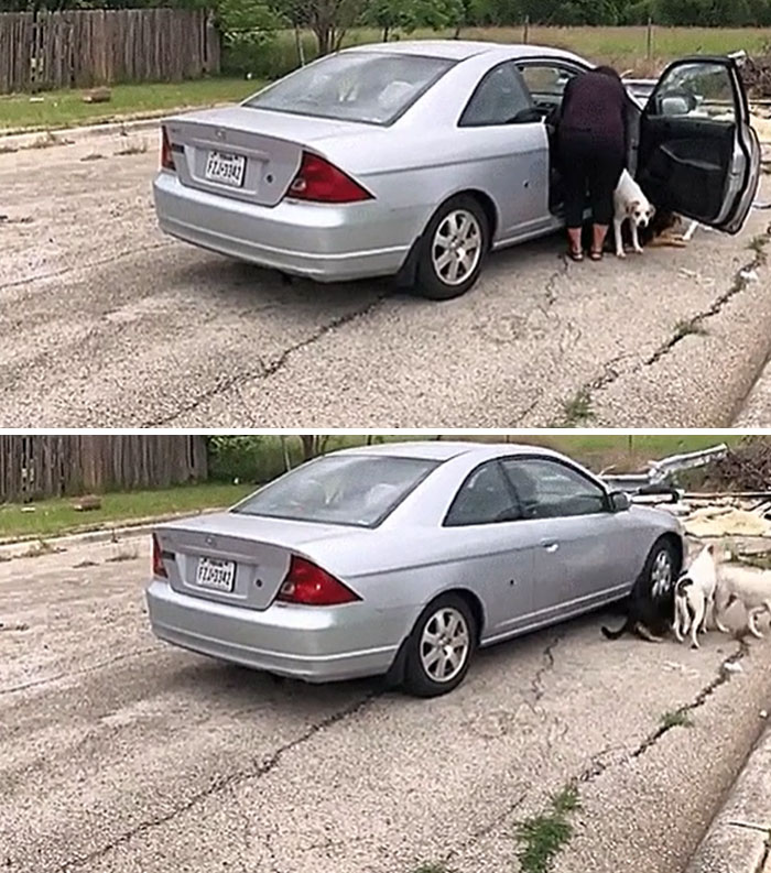 Woman Dumping Dogs on Dead-End Street? Nope, Just Nope
