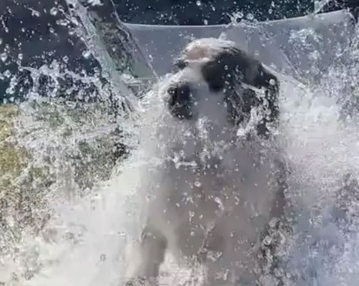 Activists Calling Out 'Cruel' TikTok Trend Dousing Pets With Ice Water