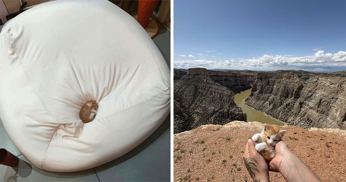 Tiny Cats Lost in Giant Rooms and Looking Hilariously Cute