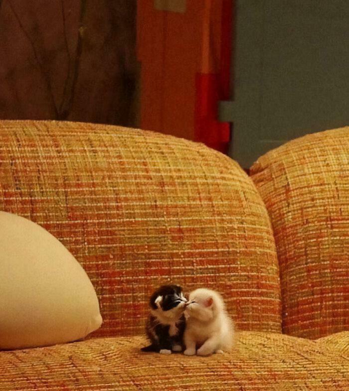 Dynamic Duo: Best Buds in a Massive World