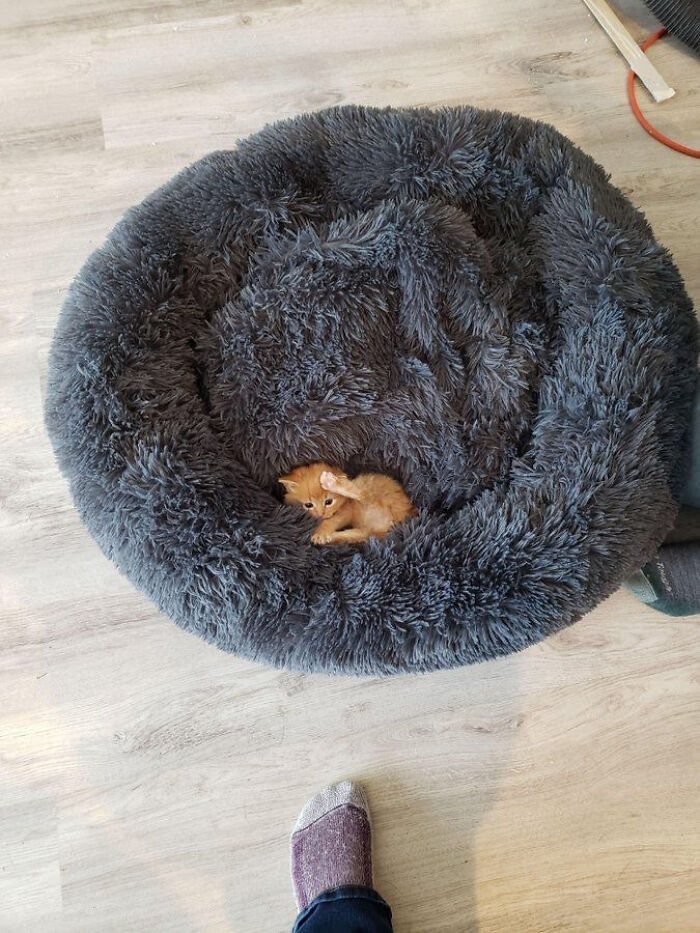 This Space is Definitely Too Big… For a Cat?