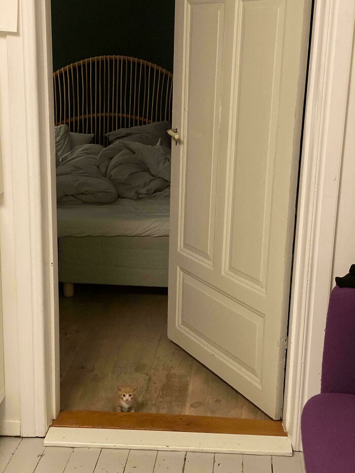 Old Photo Challenge: Can You Find The Cat?