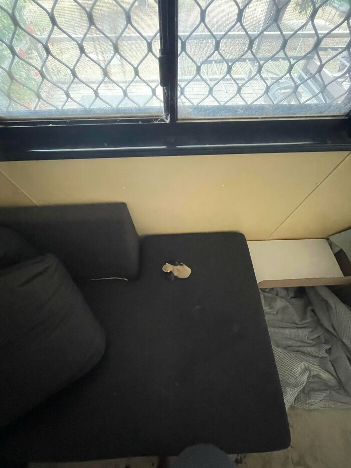 Freshly Baked Tiny Loaves Ready to Snuggle